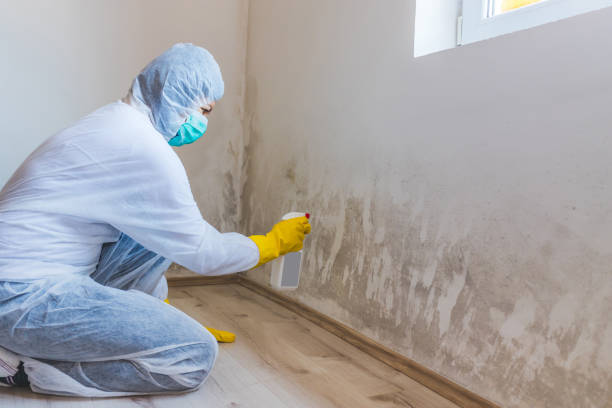 Licensed Mold Remediation service in Maryland, MD - WQB Mold Removal